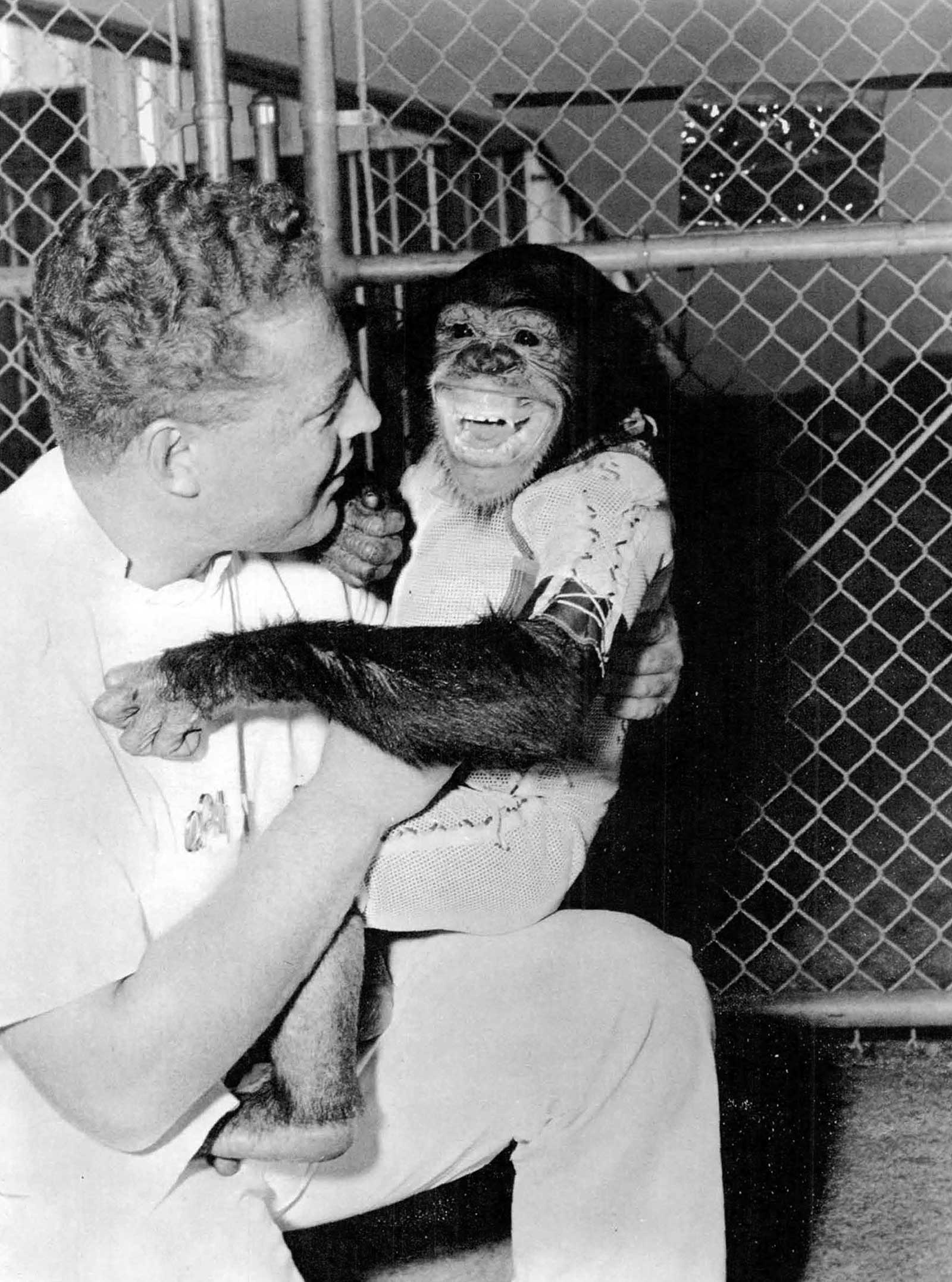 Ham the chimp with care taker